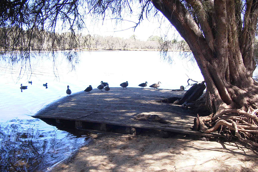 Ashfields Pontoon with ducks. photo MAAWA.jpg